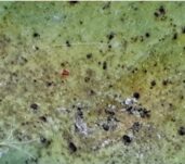 arana-roja-1-newsletter-2