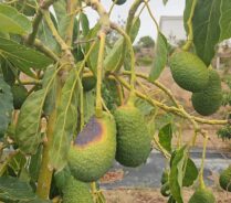 fruta-por-golpe-de-sol