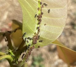 mango_pulgon_240723-newsletter