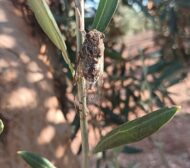 olivar_chicharra_030724