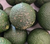 piojo-rojo-de-california-en-fruto