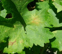 Viña_araña amarilla_daño hojas_001 NEWS