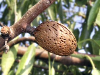Almendra en cáscara