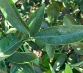 arana-parda-en-hoja-1-newsletter