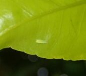 mosquito-verde-raif-newsletter
