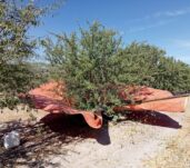 recoleccion-almendro-230824
