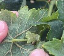 vid_mosquito-verde_230620-newsletter