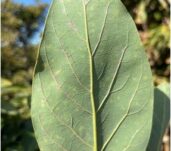 Ácaro cristalino en el cultivo de aguacate NEWSLETTER