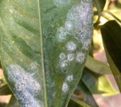 Mosca blanca 4