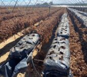 retirada-de-planta-en-hidroponico
