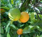 cit_alternaria_221129-newsletter-2