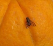 mosca-de-la-fruta-newsletter-1