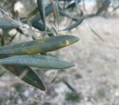OLIVAR_REPILO_030124
