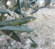 olivar_repilo_030124-2