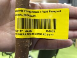 pasaportefitosinitario