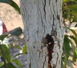 mango_necrosis-apical_221124-newsletter
