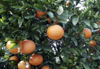 newsletter_2024_s_50