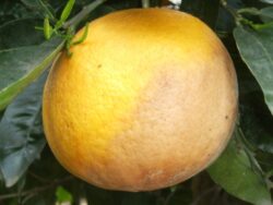 citricos_aguado_3
