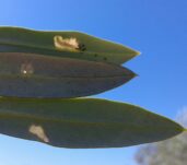 olivar_prais-filofaga_hoja-con-larva-viva_pablo-huescar_05042017
