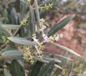 Algodoncillo