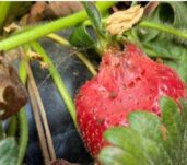 Drosophila spp NEWSLETTER