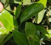 citri_alternaria-en-hoja_250409