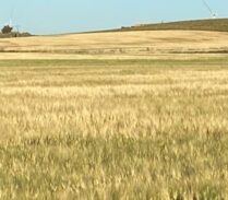 trigo-grano-pastoso