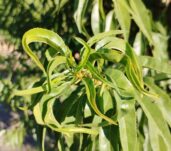 ALMEND_MOSQUITO VERDE_240719 NEWSLETTER