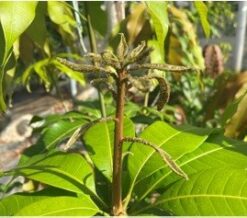 mango_pulgon-en-brotes-nuevos_230704-newsletter