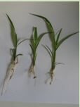 plantas-de-echinoclhoa