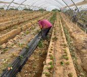 Retirada de plástico del cultivo
